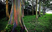 Rainbow-Eucalyptus.jpg