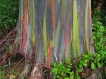 rainbow-eucalyptus-pic-800x598.jpg