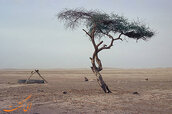 Tree-of-Tenere.jpg Tree-of-Tenere.jpg