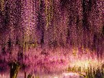 japan-wisteria-tunnels-1024x768.jpg japan-wisteria-tunnels-1024x768.jpg