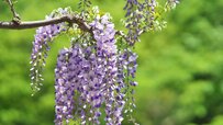 animalsplants_hero_wisteria-1024x576.jpg