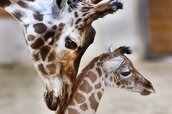 Giraffe-1.jpg