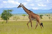 Giraffe-2.jpg