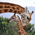 Giraffe-6.jpg