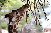 Giraffe-7.jpg