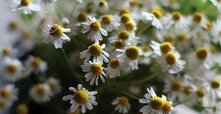 chamomile-titr-370x191.jpg chamomile-titr-370x191.jpg