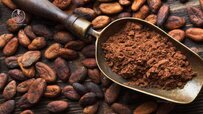 about-the-cocoa-tree.jpg about-the-cocoa-tree.jpg
