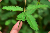 Touch-Mimosa-pudica-min.jpg