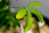 Mimosa-pudica-Plant-min.jpg