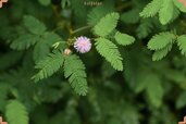 Flower-of-Mimosa-pudica-min.jpg