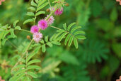 Mimosa-pudica-With-Flower-min.jpg Mimosa-pudica-With-Flower-min.jpg