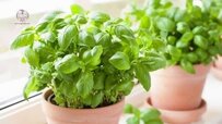 fresh-basil-herb-in-pot-370x208.jpg