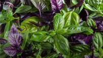 variety-of-basil.jpg