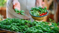 female-farmer-harvesting-some-fresh-basils.jpg