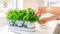close-up-womans-hand-picking-leaves-of-basil-greenery-home-gardening-on-kitchen-pots.jpg