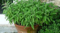 sage-in-pot.jpg