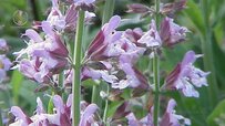 flower-sage-plant.jpg