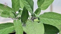 properties-of-salvia-leaves.jpg