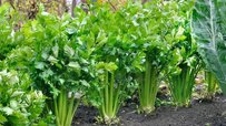 celery-plant-with-many-properties.jpg