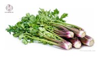 purple-stem-celery-plant.jpg