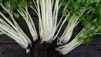 white-celery-plant.jpg