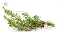 thyme-plant-with-medicinal-properties-370x208.jpg