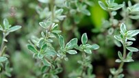 cultivation-thyme-plant.jpg