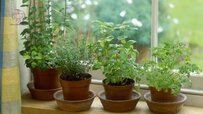 environmental-requirements-thyme-at-homee.jpg