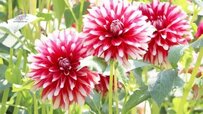 dahlia-flower-information-370x208.jpg