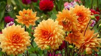 dahlias-in-garden.jpg