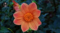 orange-of-dahlias.jpg