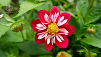 types-of-dahlias-nice.jpg