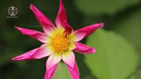 types-of-dahlias-your-garden.jpg