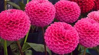 dahlia-flower-pompon.jpg