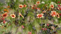 types-of-dahlias-garden.jpg