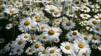 every-things-about-leucanthemum-flower-370x208.jpg