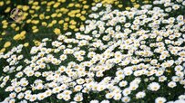 leucanthemum-flower.jpg