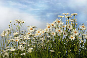 Leucanthemum-flowers-photos-15.jpg