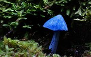 440px-Blue_mushroom.jpg