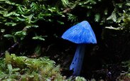 440px-Blue_mushroom.jpg 440px-Blue_mushroom.jpg