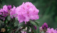 Rododendron-flower.jpg