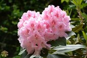 rhododendron.jpg