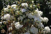 rhododendron-april-snow.jpg