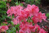 Rhododendron-plant-and-care.jpg