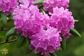 rhododendron-care-and-planting.jpg