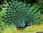 Pavo-2.jpg