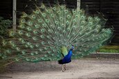 Pavo-3.jpg