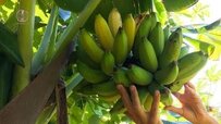 banana-tree-370x208.jpg