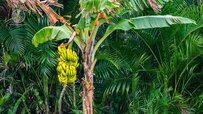 ripe-yellow-bananas-on-a-tree.jpg