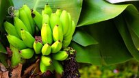 dwarf-cavendish-banana-tree.jpg